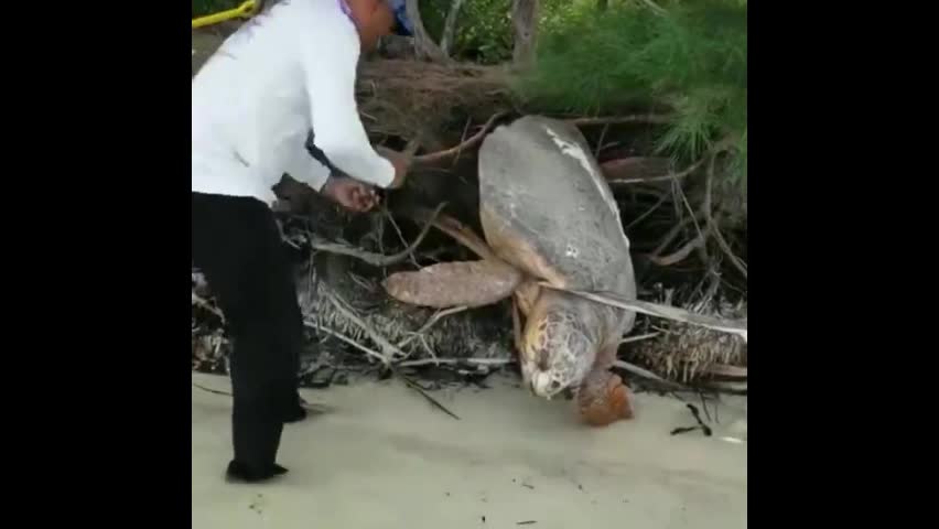 Video - Clip: Bất ngờ phát hiện rùa khổng lồ bị mắc kẹt