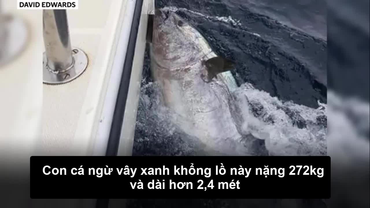 Video - Ba người đàn ông câu được con cá khổng lồ nặng 272kg giá 84 tỷ đồng
