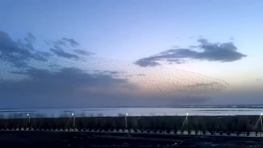 Video - Clip: Kinh ngạc hàng chục nghìn con chim di cư xuất hiện trên bầu trời