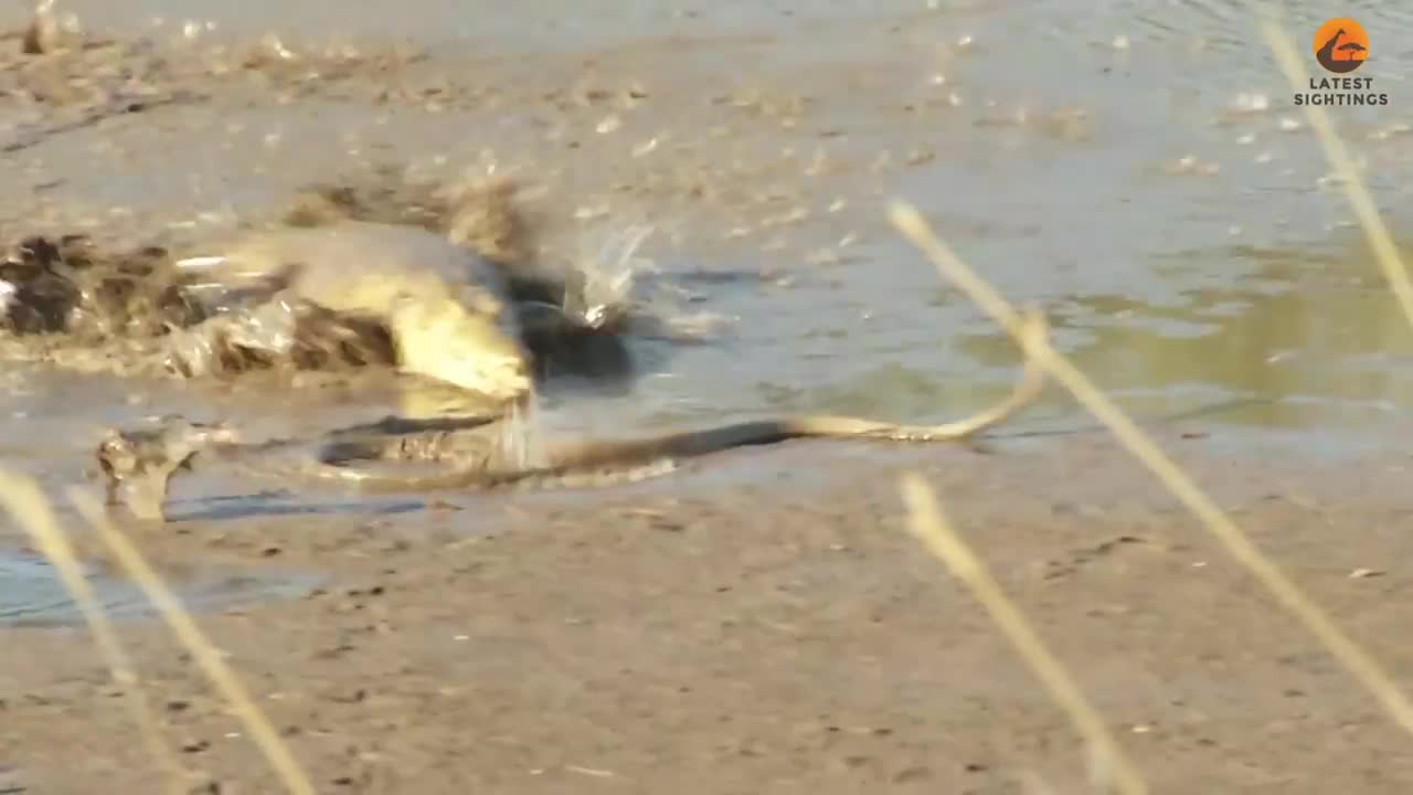 Video - Clip: Cá sấu quăng quật, giết chết loài rắn nguy hiểm nhất châu Phi