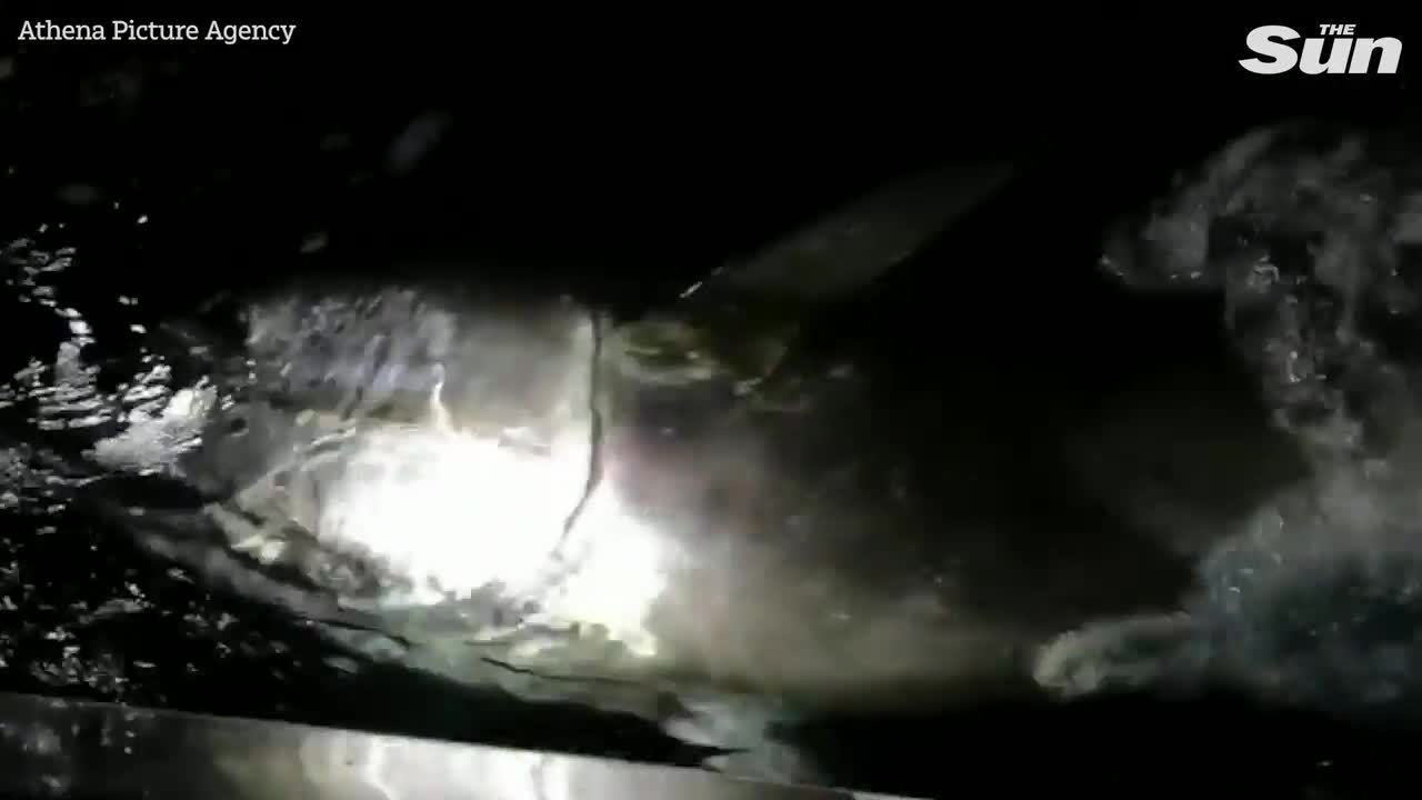 Video - Cần thủ câu được con cá khổng lồ nặng 400kg, giá lên tới 50 tỷ đồng