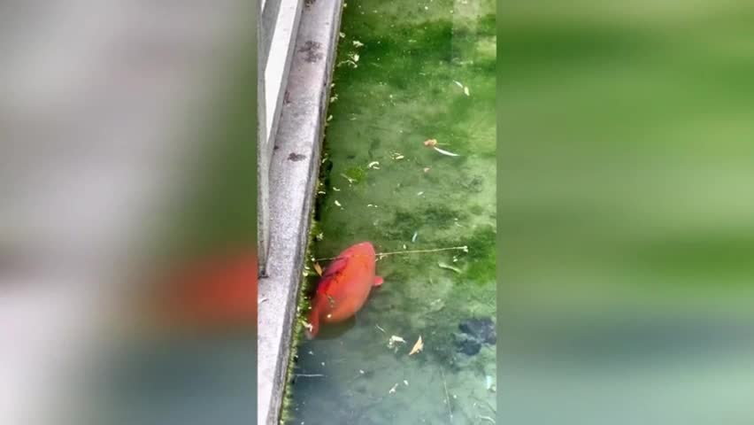 Video - Clip: Con cá koi 'béo ú' như quả bóng thu hút sự chú ý