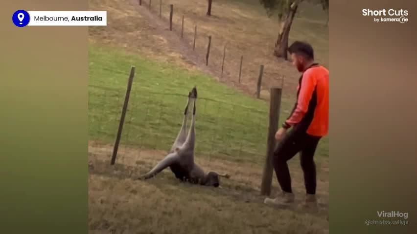 Video - Clip: Kangaroo bị treo ngược trong hàng rào được giải cứu