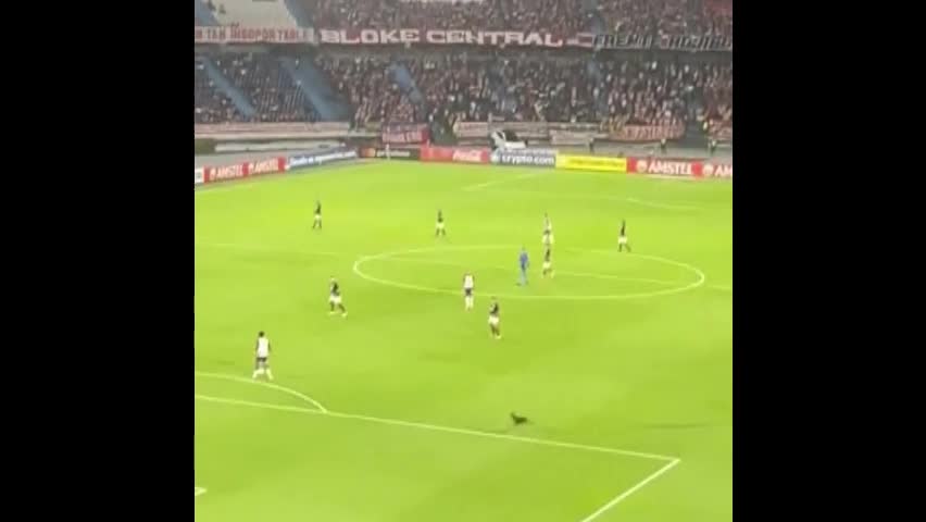 Video - Clip: Chó xông vào sân 'cướp' bóng từ cầu thủ và cái kết bất ngờ