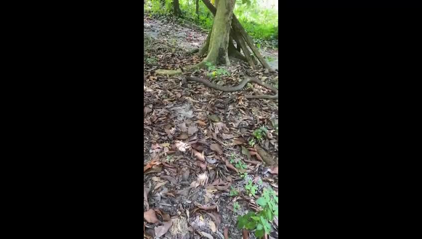 Video - Clip: Bị tấn công, người đàn ông 'tung cước' đá bay rắn hổ mang chúa