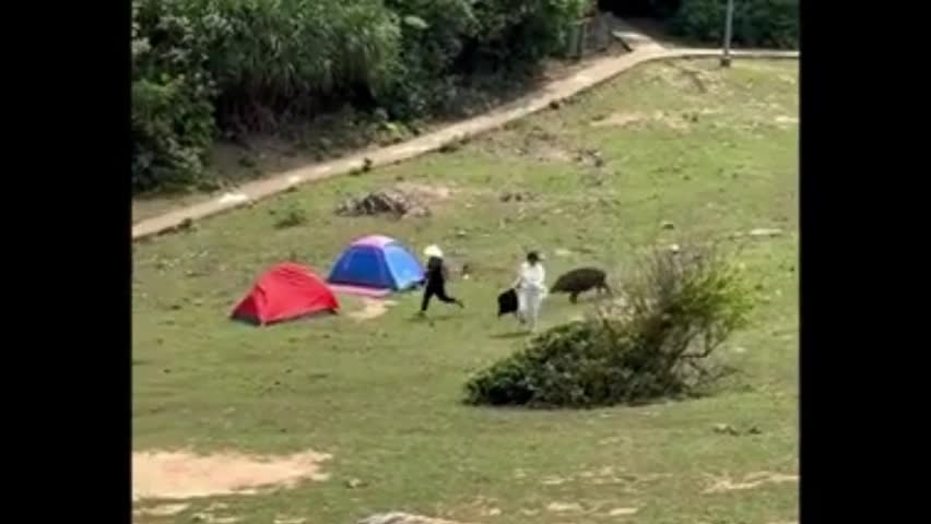 Video - Clip: Kinh hoàng lợn rừng đuổi theo du khách để cướp đồ