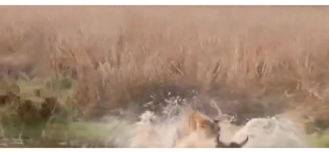Video - Clip: Hổ dữ 'ôm cổ' tấn công bò rừng và diễn biến bất ngờ phía sau