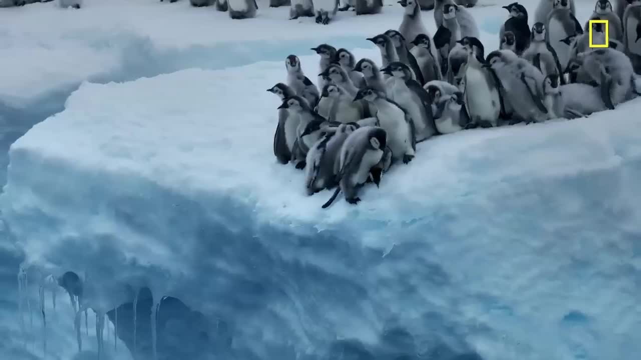 Video - Hàng trăm chim cánh cụt nhảy từ vách băng cao 15m xuống biển vì đói