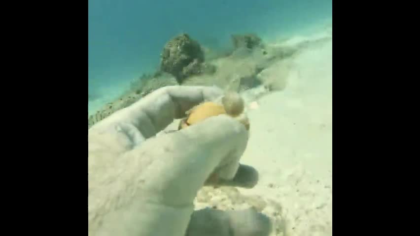 Video - Clip: Chuyện gì sẽ xảy ra khi đập trứng gà dưới đáy biển sâu?