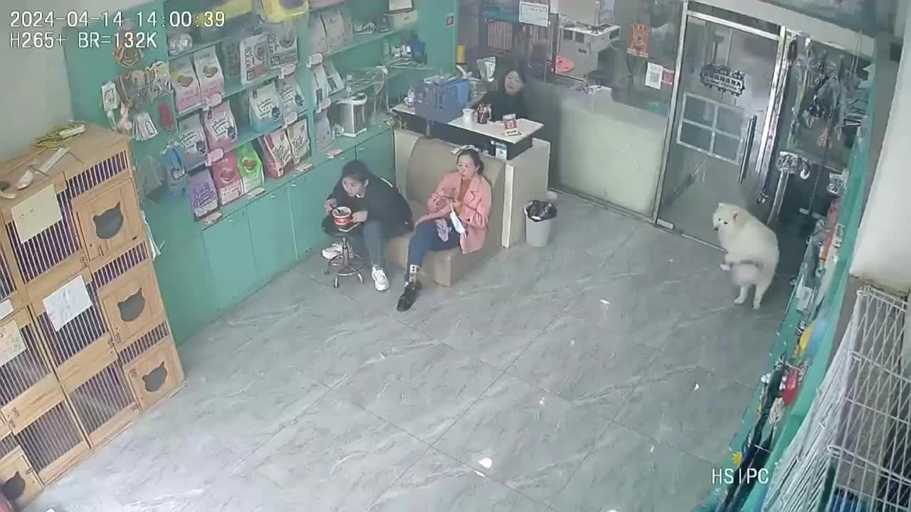 Video - Clip: Nhấn ga quá mạnh, nữ tài xế lao ô tô vào cửa hàng thú cưng