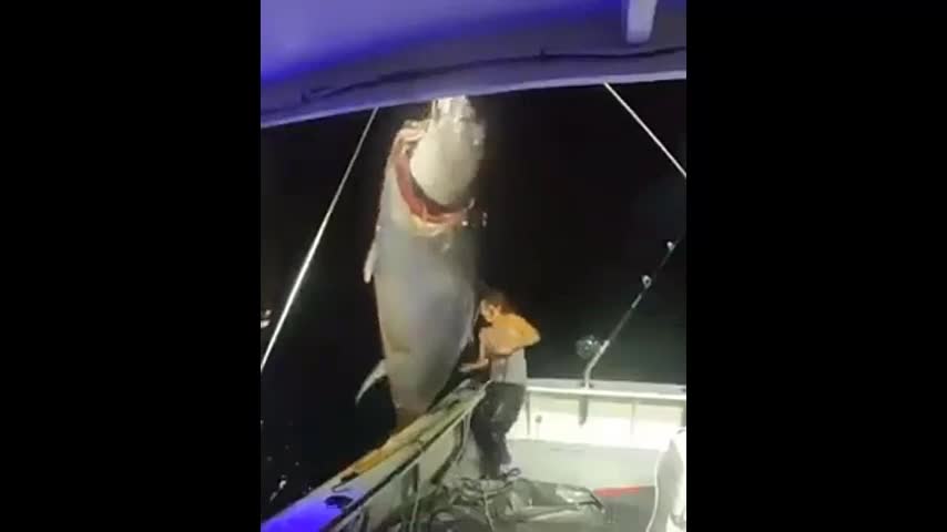 Video - Người phụ nữ câu được con cá ngừ khổng lồ dài 2,7m nặng 450 kg