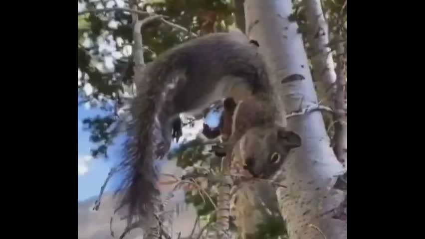 Video - Clip: Sóc xui xẻo nhảy trúng ngọn cây và cái kết bi thảm