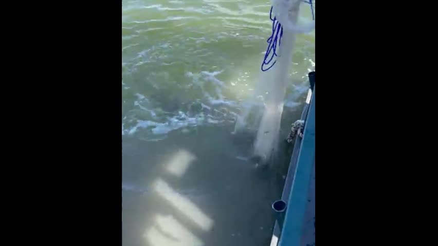 Video - Clip: Thót tim cảnh ngư dân giải cứu cá sấu mắc kẹt trong lưới