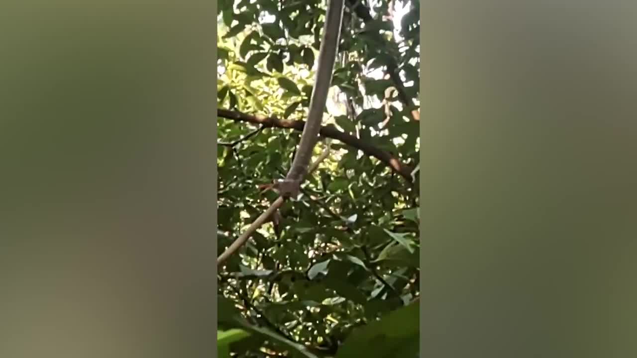 Video - Clip: Bị chó cắn nát người, rắn hổ mang chúa sợ hãi trèo lên cây