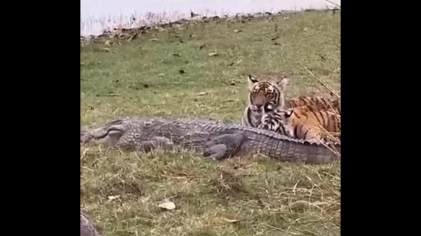 Video - Clip: Hổ cái cùng đàn con phục kích giết chết cá sấu rồi ăn thịt