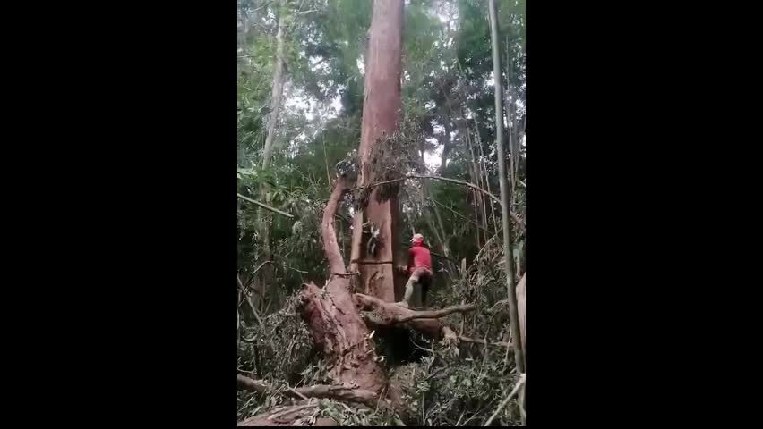 Video - Kinh hoàng người đàn ông suýt mất mạng khi cưa đổ cây lớn trong rừng