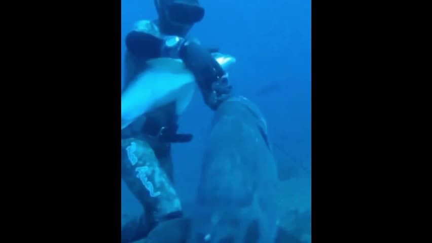 Video - Kinh hãi cá mú khổng lồ tấn công cướp chiến lợi phẩm của ngư dân