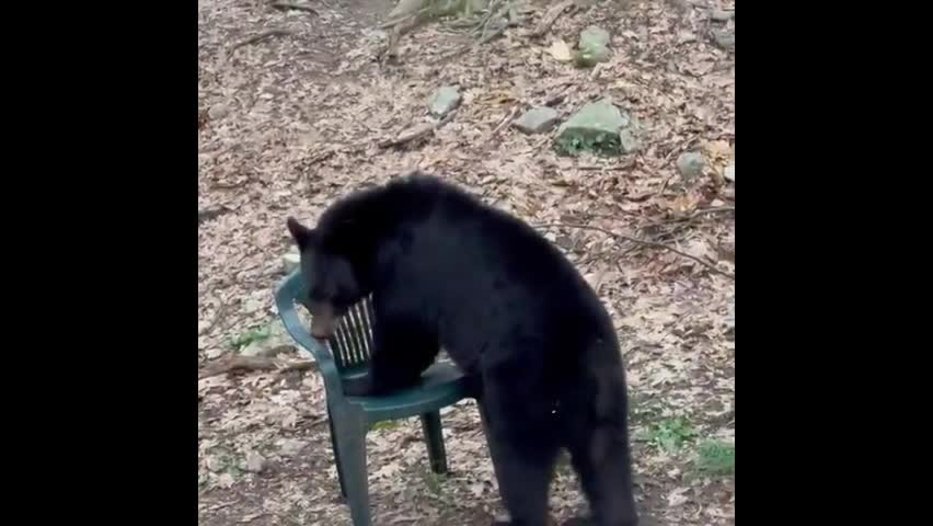 Video - Clip: Cảnh tượng khó tin gấu đen ngồi trên ghế như con người