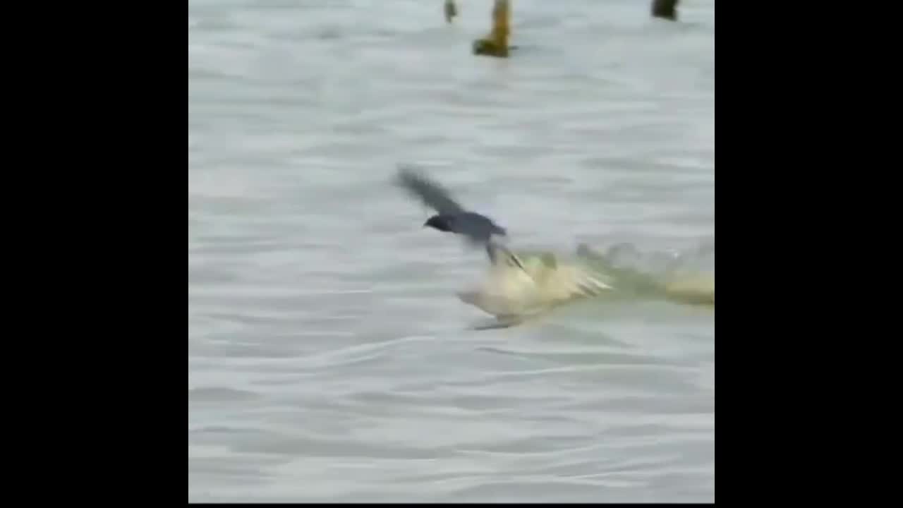 Video - Clip: Bay gần mặt nước chim nhỏ nhận kết đắng