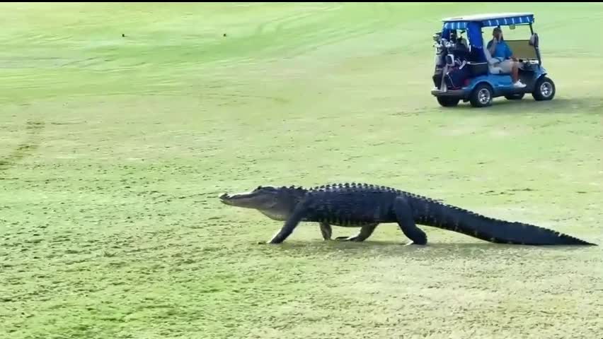 Video - Clip: Cá sấu đi lại trên sân golf khiến người chơi hoảng sợ