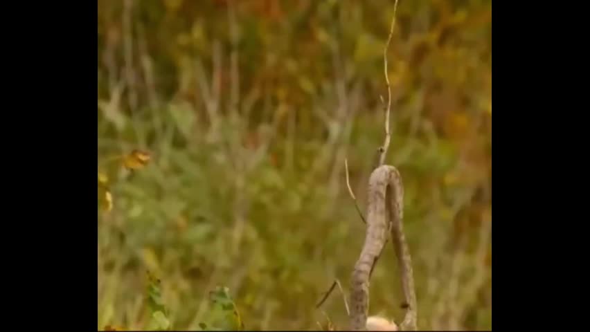 Video - Clip: Khả năng săn mồi đỉnh cao của loài rắn