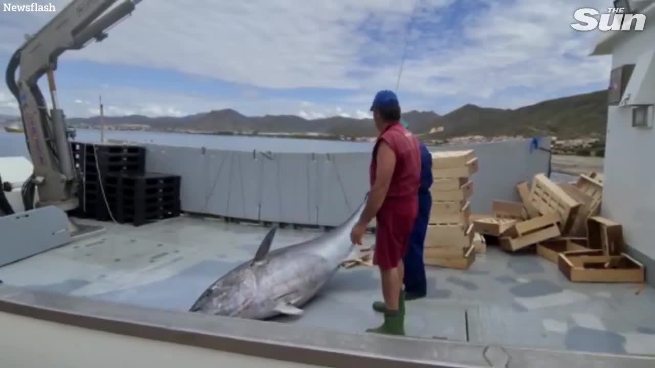 Video - Nhóm ngư dân bắt được cá ngừ khổng lồ dài 3 mét, nặng 304kg trên biển