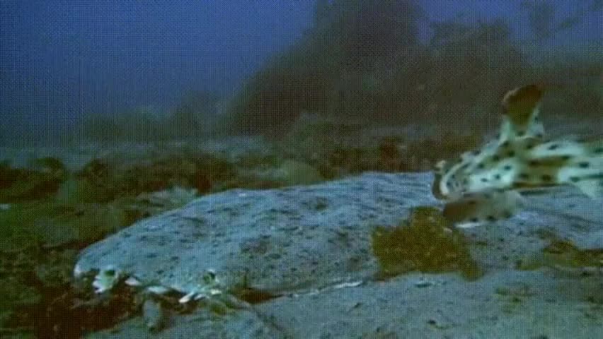 Video - Khoảnh khắc săn mồi đỉnh cao của cá mập thiên thần