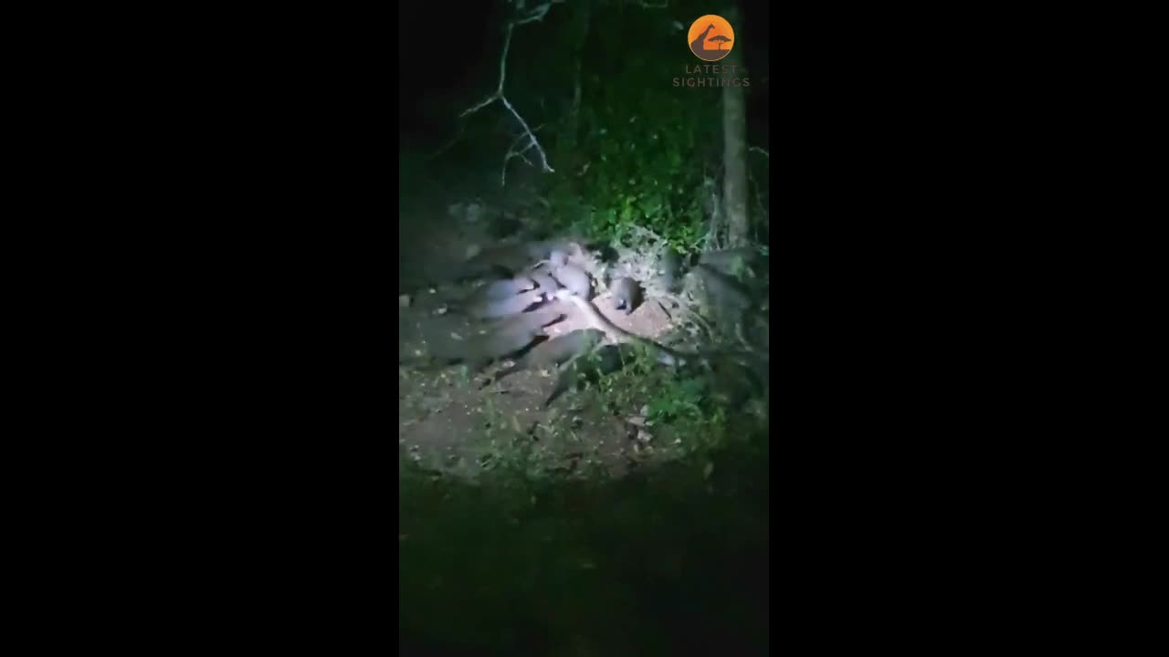 Video - Hơn 20 con cầy mangut lao vào cắn xé trăn khủng và cái kết bất ngờ