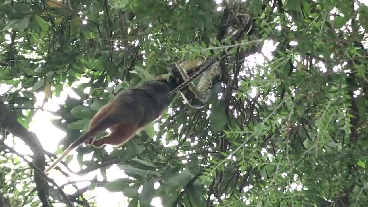 Video - Nghe tiếng động, người đàn ông chứng kiến cảnh tượng đáng sợ trên cây