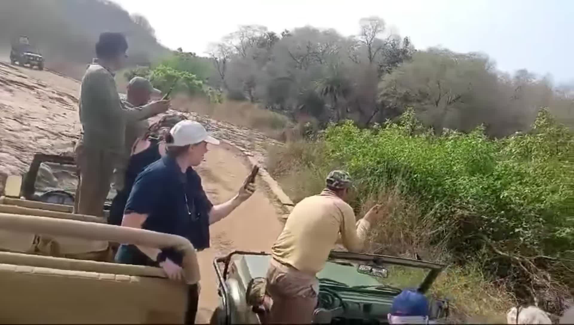 Video - Clip: Hổ lao ra từ bụi rậm tấn công bò ngay trước mặt du khách