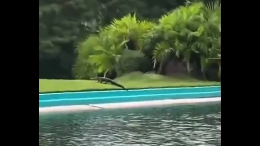 Video - Clip: Kinh ngạc cá sấu từ kẻ đi săn trở thành con mồi trong tích tắc