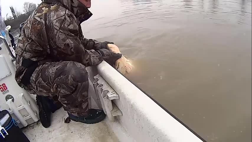 Video - Clip: Người đàn ông câu được cá trê khổng lồ dài 2,68 mét trên sông