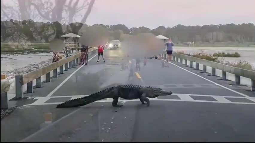 Đời sống - Cá sấu khổng lồ bất ngờ xuất hiện trên đường gây cản trở giao thông