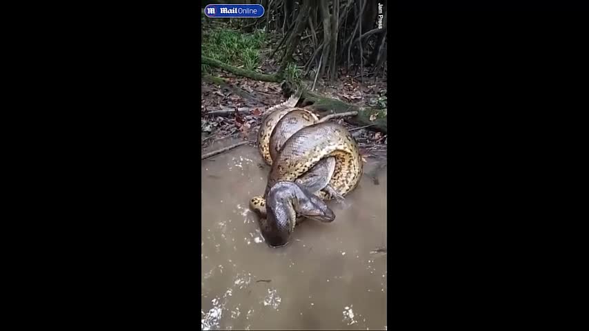 Video - Khoảnh khắc trăn Anaconda siết chết cá sấu caiman trong rừng Amazon