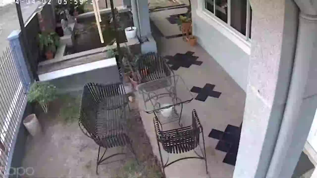 Video - Clip: Đột nhập vào nhà dân bị chó đuổi, tên trộm hoảng sợ bỏ chạy