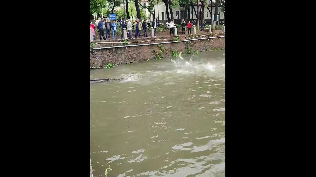 Video - Clip: Hàng chục con cá bất ngờ nhảy lên khỏi mặt nước