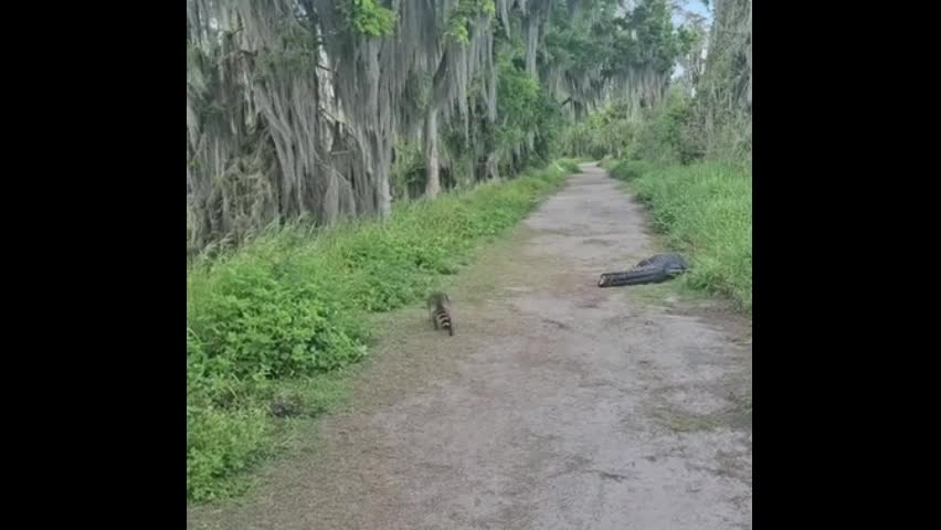 Video - Clip: Bất ngờ trước hành động của gấu mèo và sóc khi gặp cá sấu