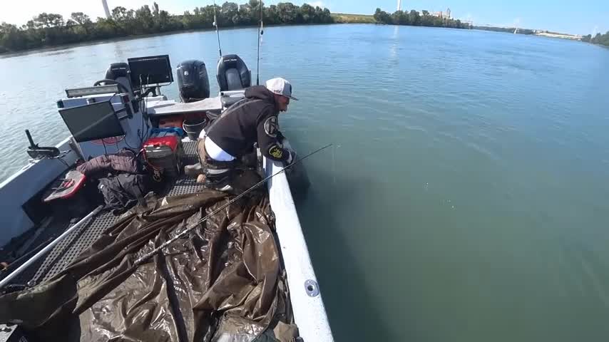 Video - Clip: Cần thủ câu được cá trê khổng lồ nặng 105kg, dài 2,44 mét