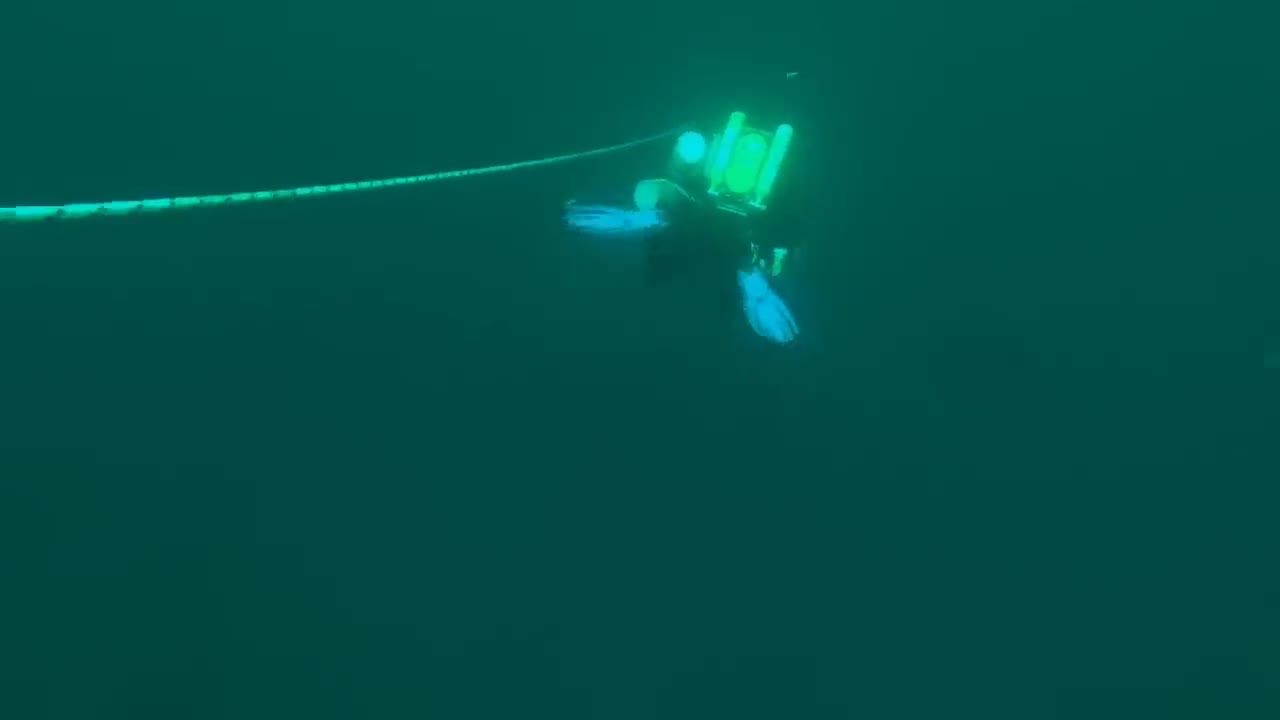 Video - Phát hiện loài cá tay hồng siêu quý hiếm trong xác tàu đắm