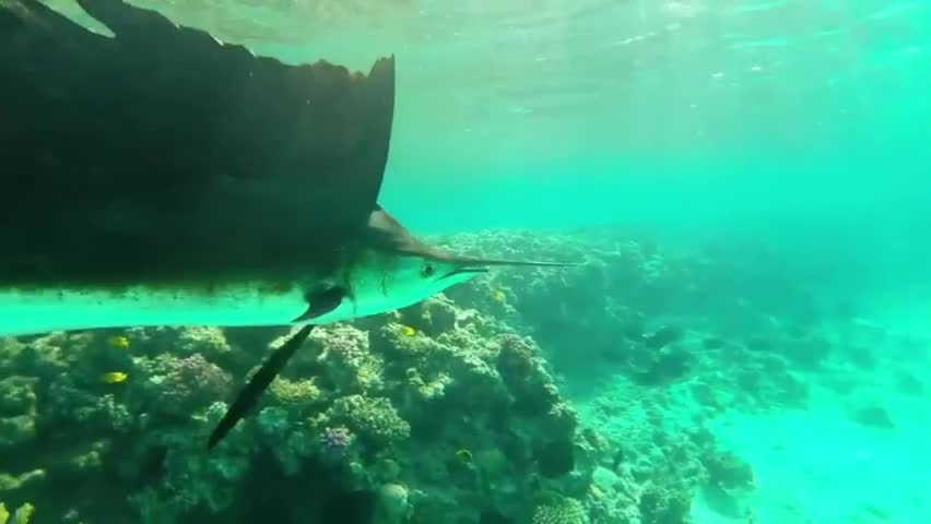 Video - Clip: Loài cá nhanh nhất thế giới bơi gần bờ bất thường