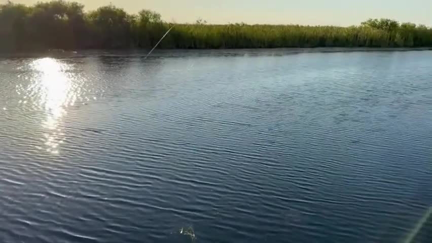 Video - Clip: Kinh hoàng cá sấu 'cướp' mất chiến lợi phẩm của người câu cá