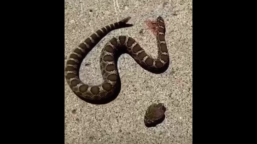Video - Clip: Kinh hãi rắn độc bị đứt lìa đầu vẫn tự cắn vào thân mình