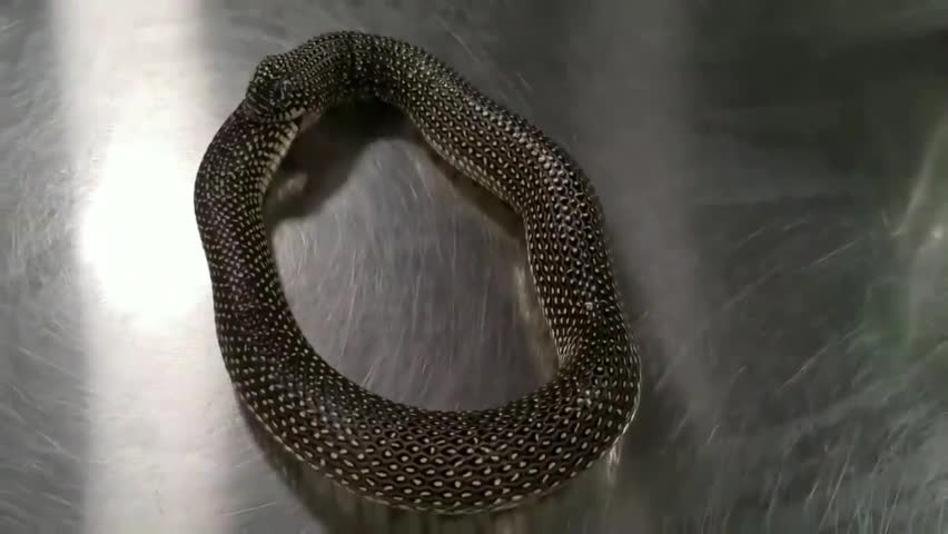 Video - Clip: Kinh hãi rắn tự ăn thịt chính mình