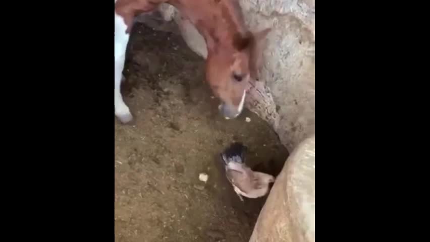 Video - Clip: Kinh hãi ngựa thản nhiên bắt gà con rồi ăn thịt