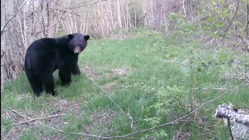 Video - Clip: Sói táo bạo tấn công gấu đen và cái kết bất ngờ