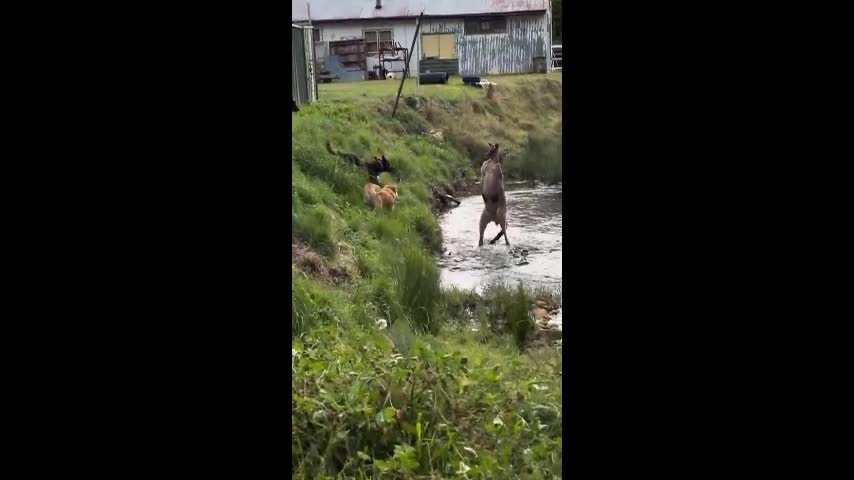 Video - Clip: Kangaroo 'đánh nhau' với chó nhà và cái kết bất ngờ
