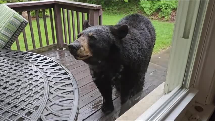 Video - Clip: Gấu đen to lớn tiếp cận hiên nhà tìm thức ăn