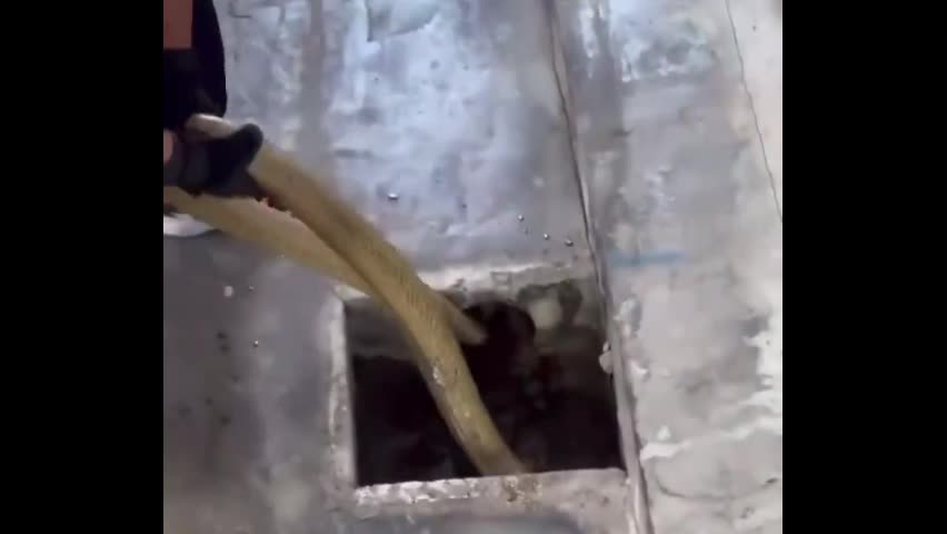 Video - Clip: Nghẹt thở khoảnh khắc vây bắt rắn hổ mang chúa khổng lồ