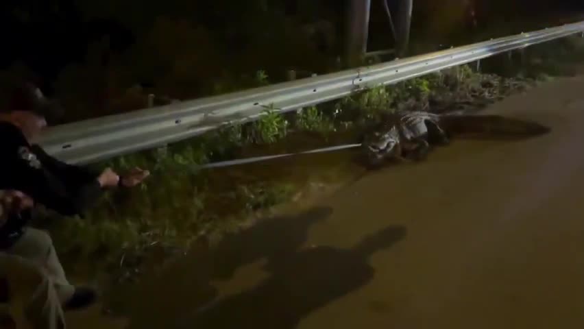 Video - Clip: Cảnh sát loại bỏ cá sấu khổng lồ ra khỏi đường cao tốc