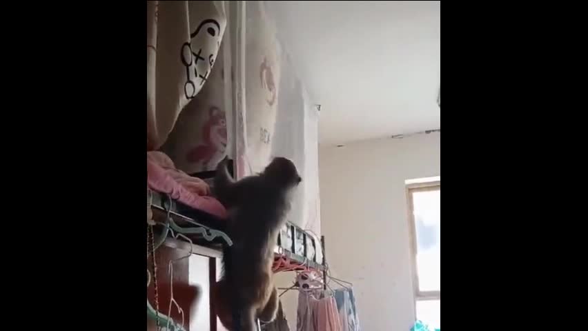 Video - Clip: Khỉ đột nhập ký túc xá gây hoảng sợ cho sinh viên